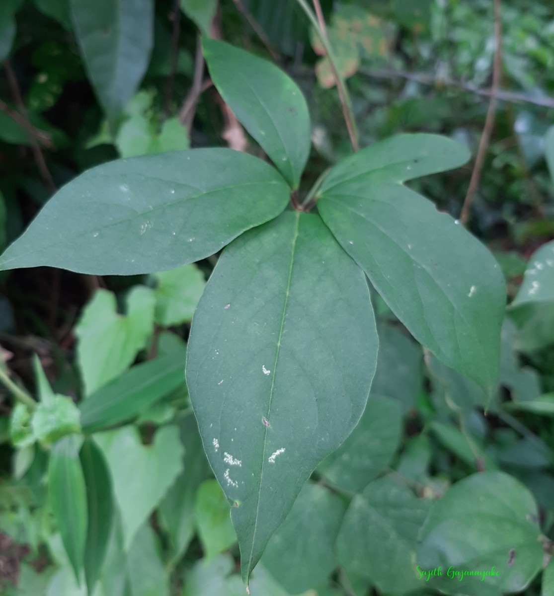 Dioscorea pentaphylla L.